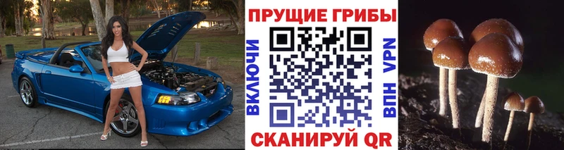 продажа наркотиков Алексеевка Псилоцибиновые грибы Cubensis